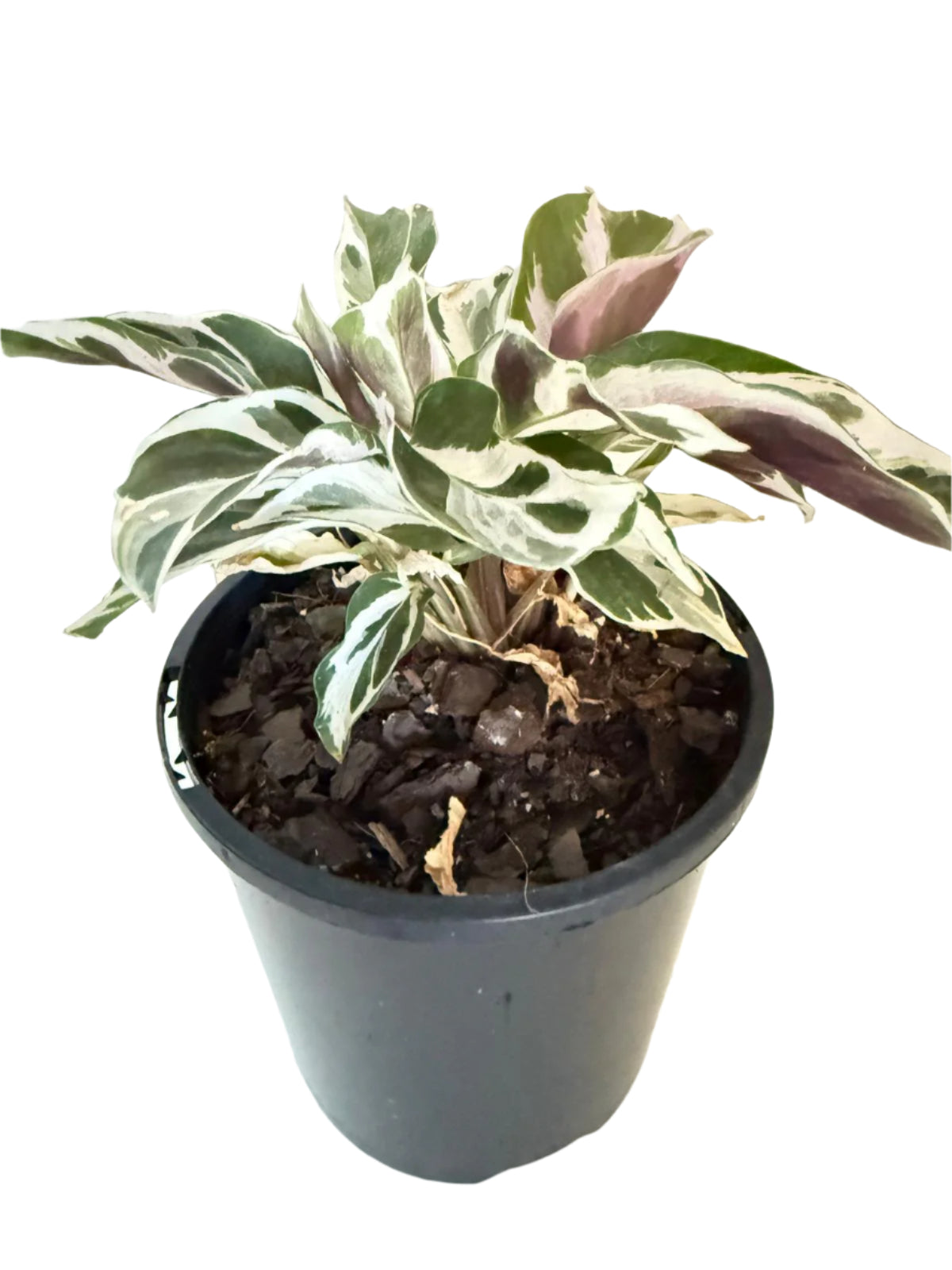 Calathea White Fusion 100mm