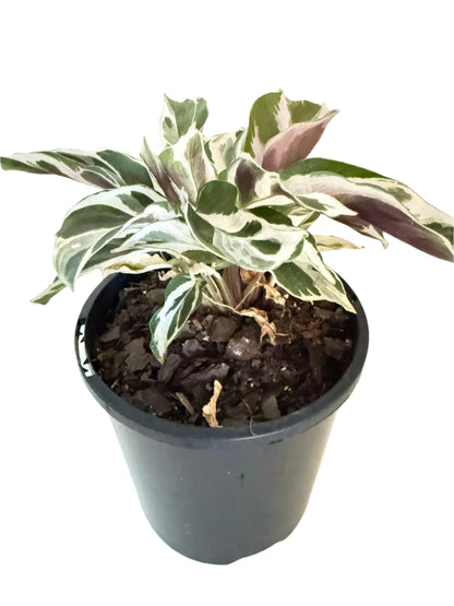 Calathea White Fusion 100mm