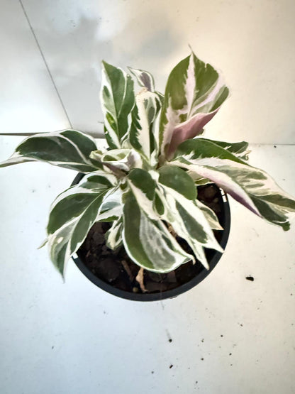 Calathea White Fusion 100mm