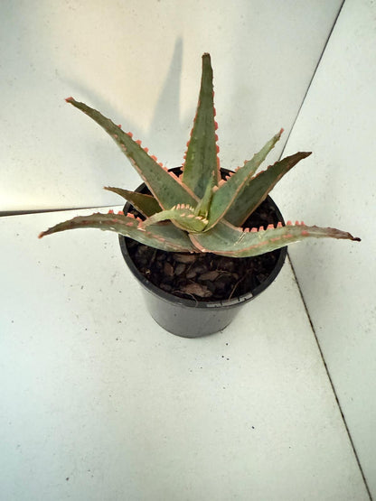 Aloe Orange Glow-130mm
