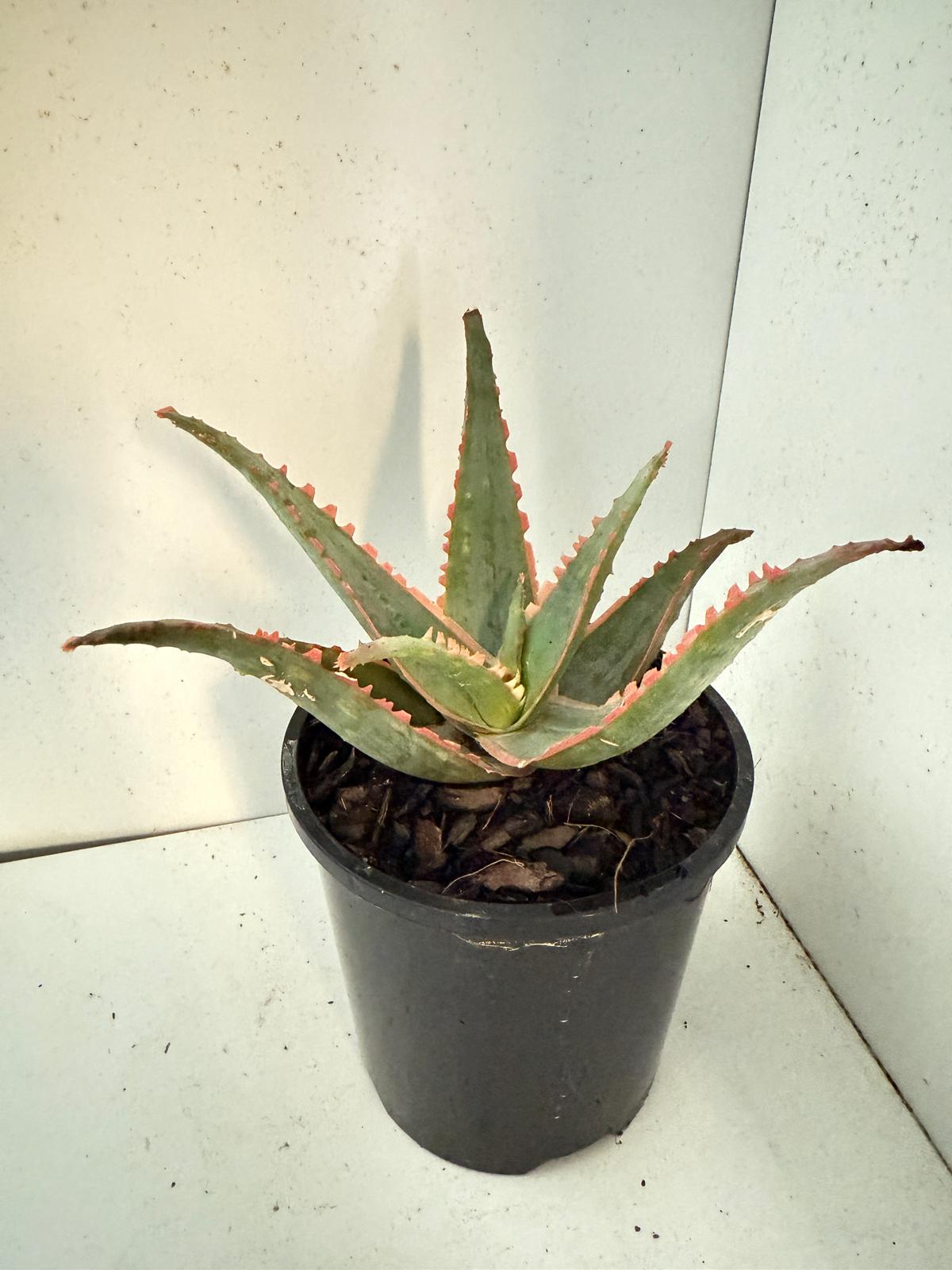 Aloe Orange Glow-130mm