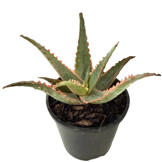 Aloe Orange Glow-130mm
