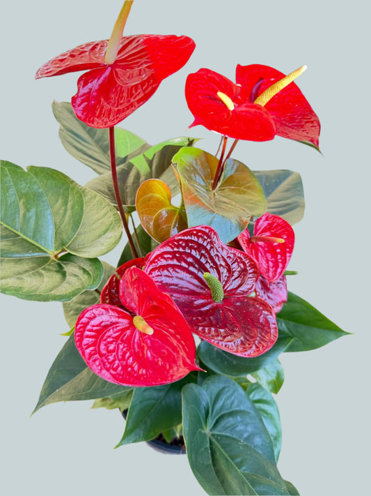 Anthurium Prince of Red  190mm