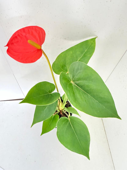 Anthurium Sienna Orange- 100mm