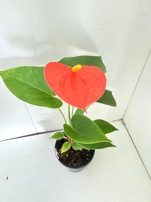 Anthurium Sienna Orange- 100mm