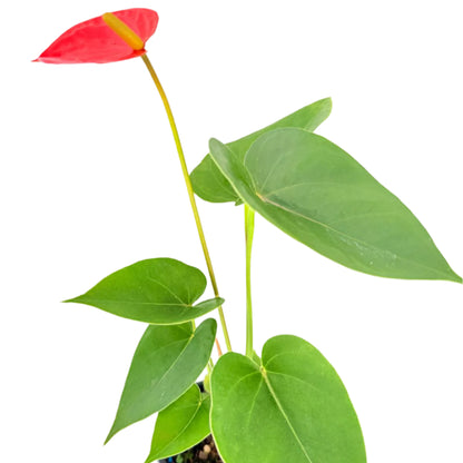 Anthurium Sienna Orange- 100mm