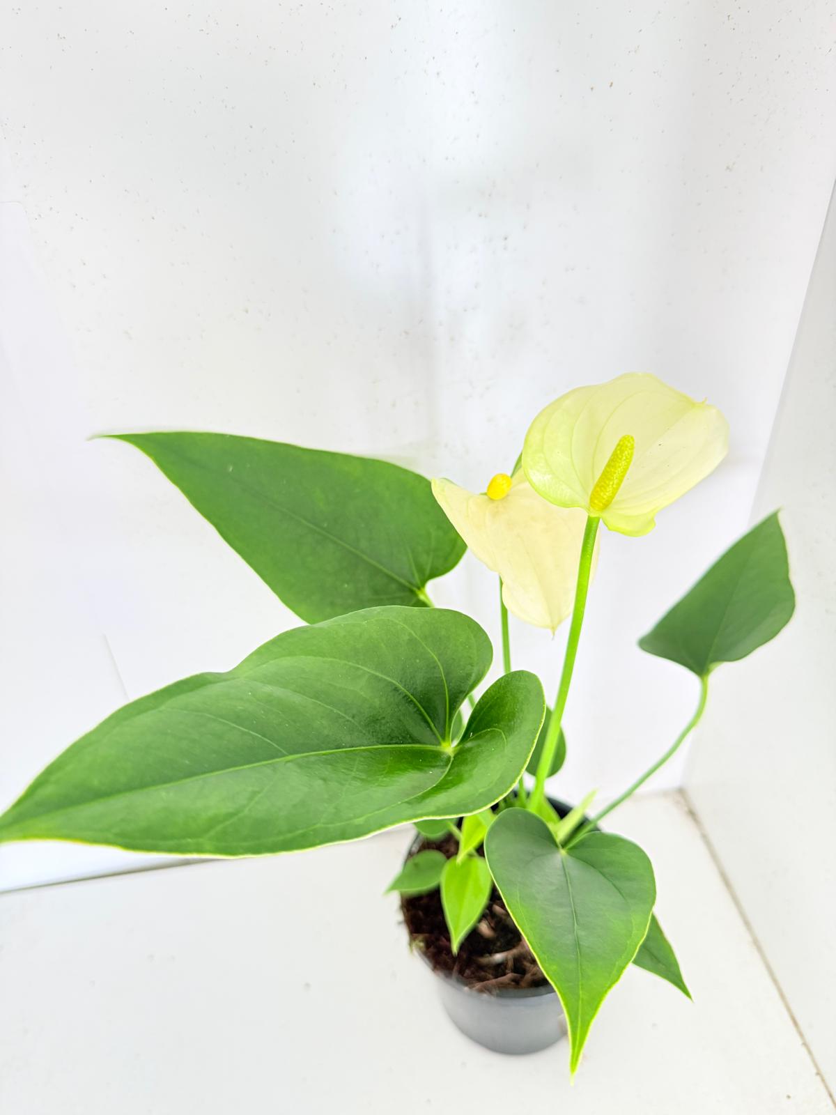 Anthurium Prisinto white  100mm