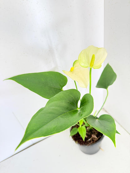 Anthurium Prisinto white  100mm