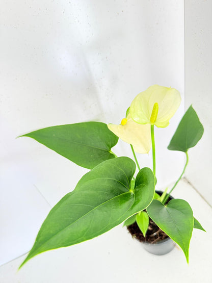 Anthurium Prisinto white  100mm