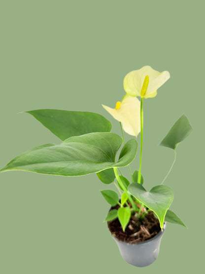 Anthurium Prisinto white  100mm