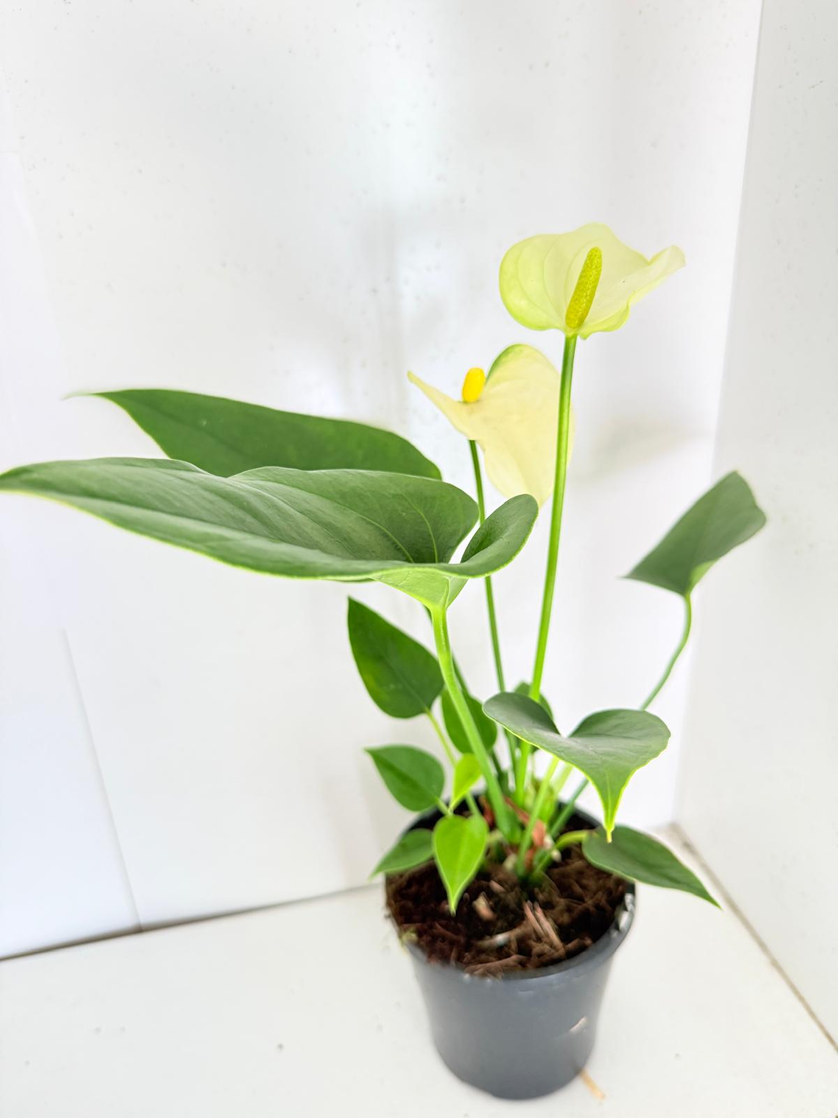 Anthurium Prisinto white  100mm