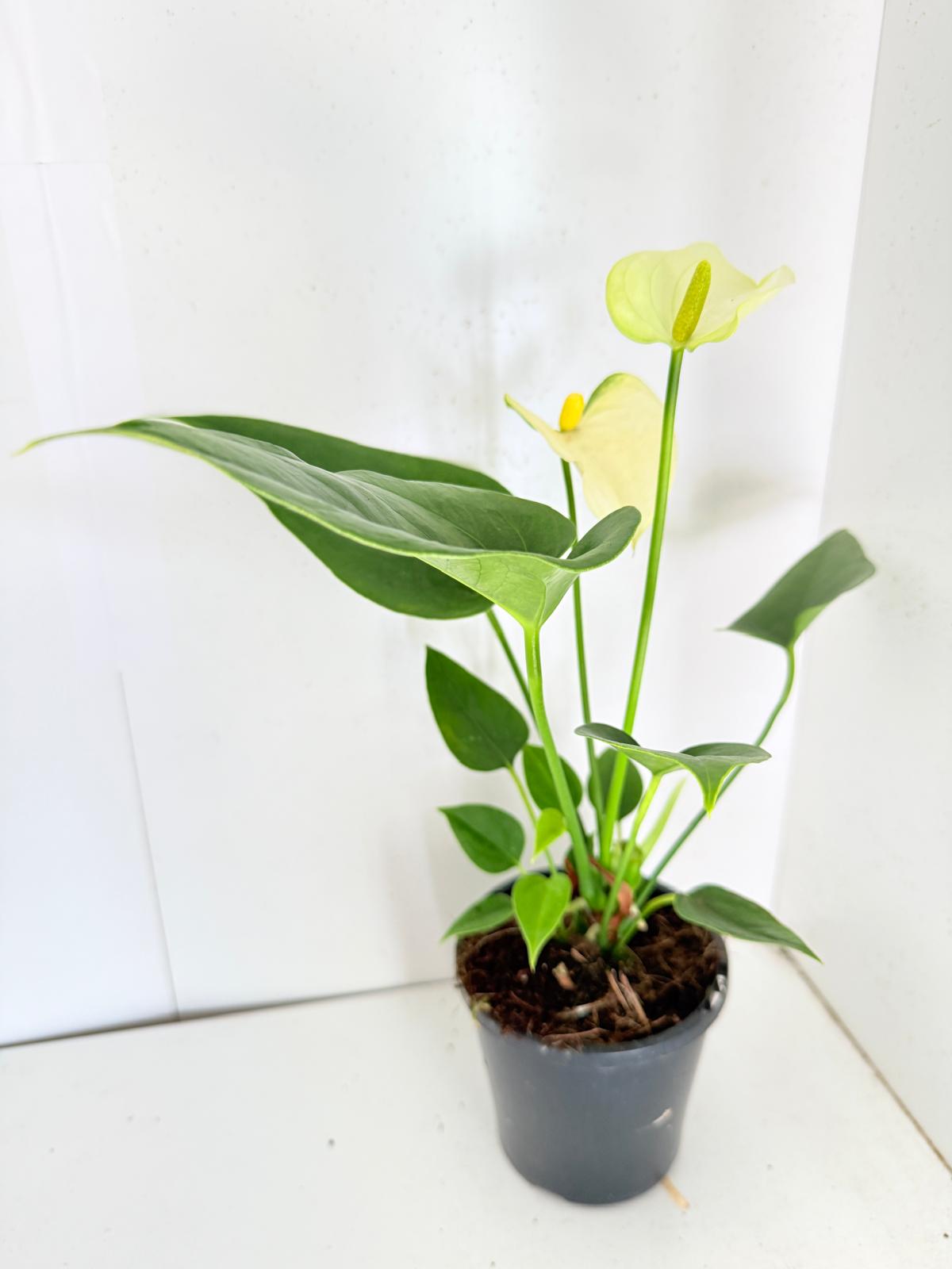 Anthurium Prisinto white  100mm