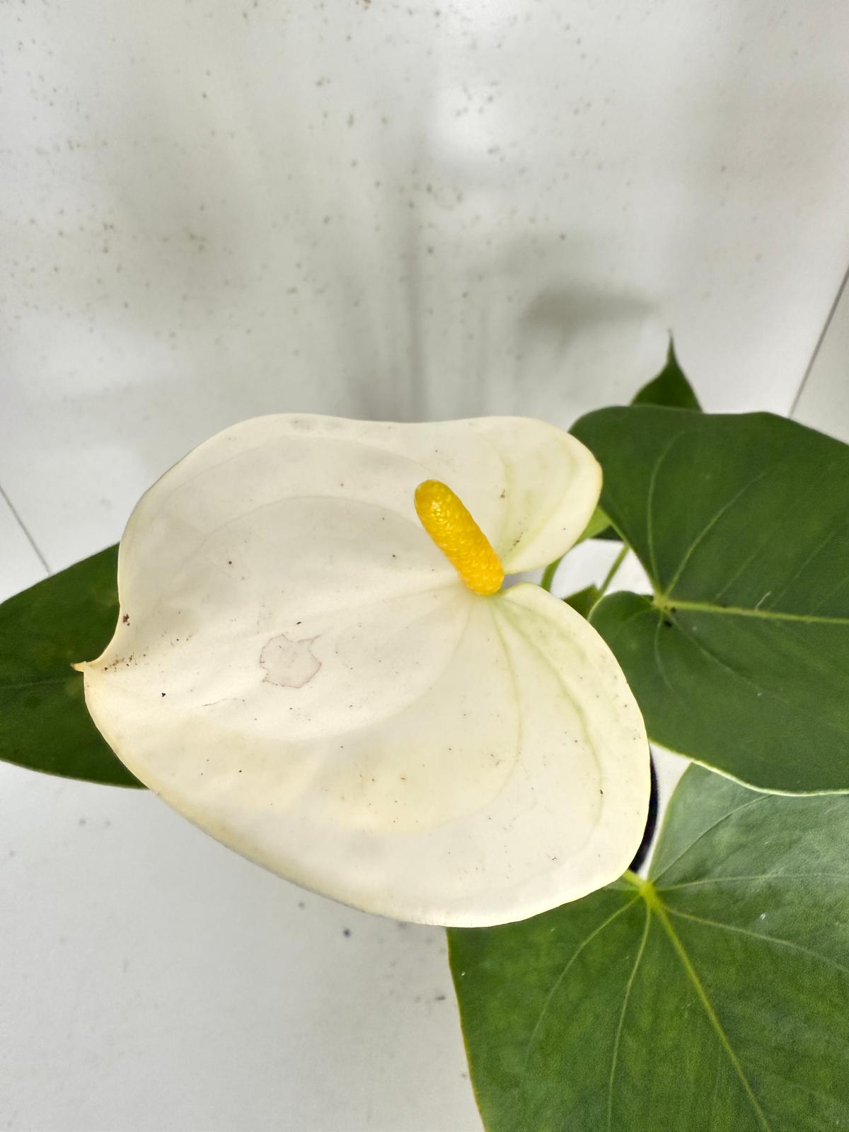 Anthurium Samora White 100mm