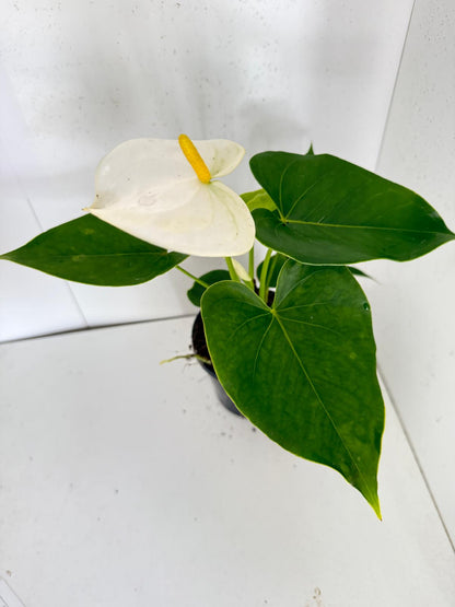 Anthurium Samora White 100mm