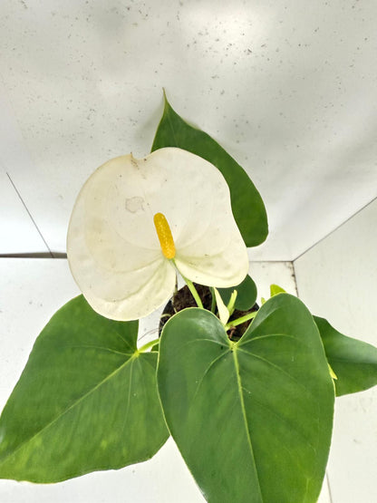 Anthurium Samora White 100mm