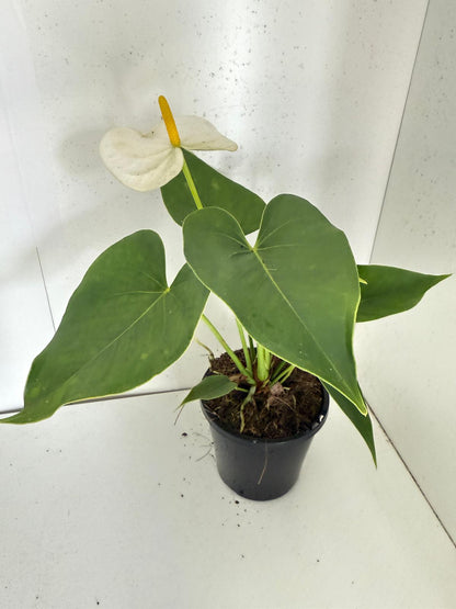 Anthurium Samora White 100mm