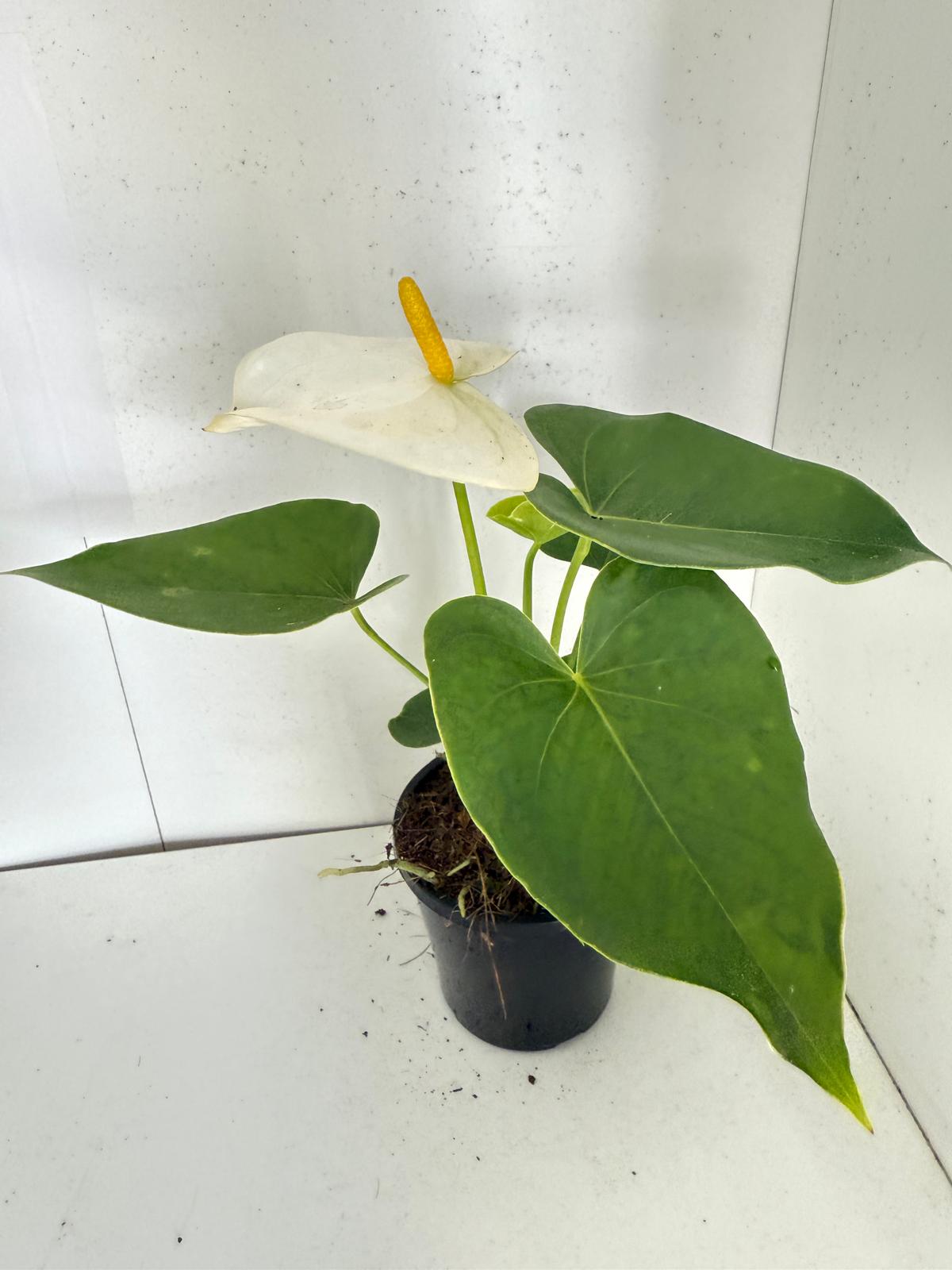 Anthurium Samora White 100mm