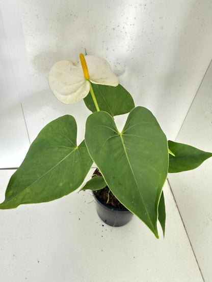Anthurium Samora White 100mm