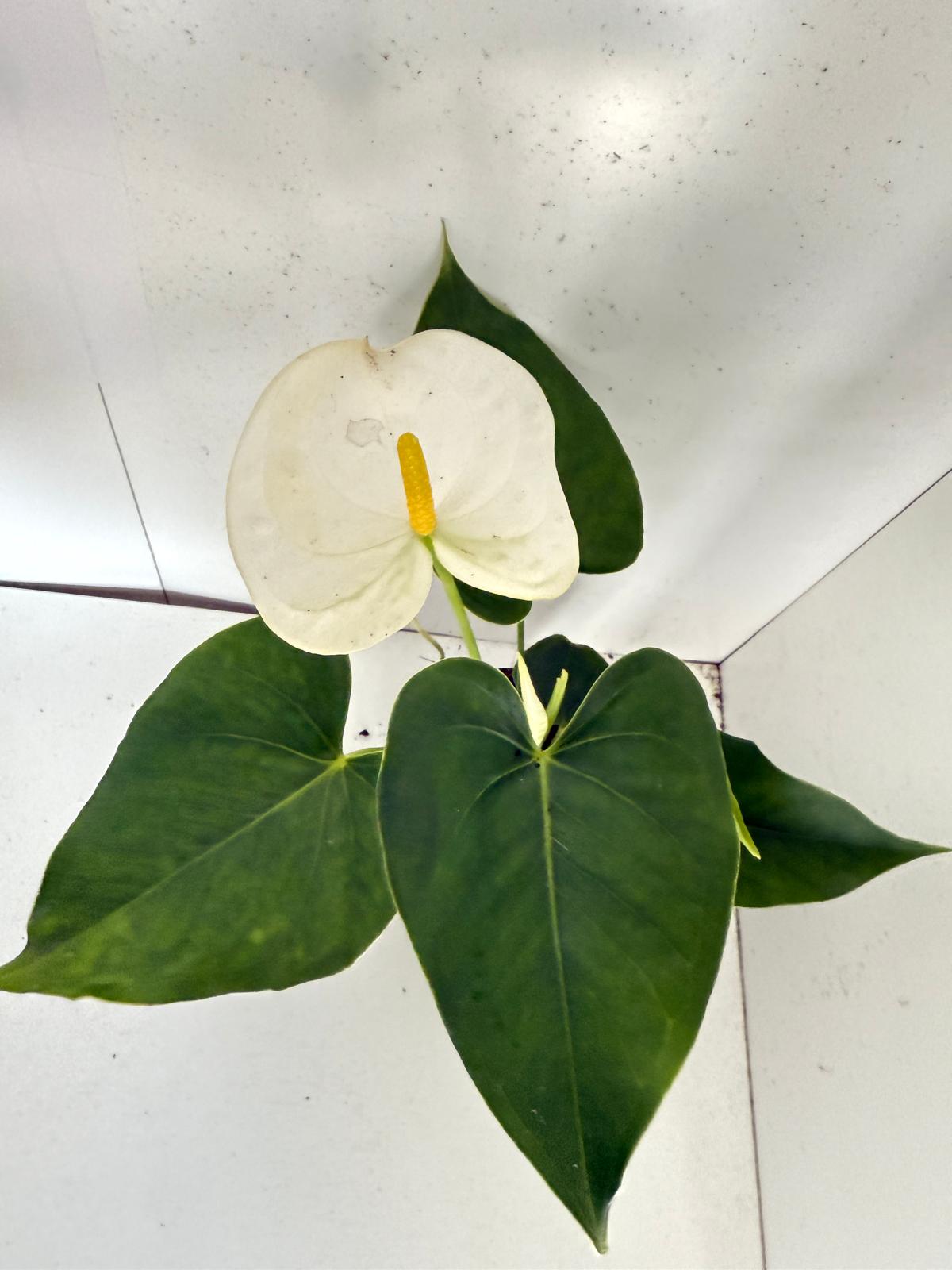 Anthurium Samora White 100mm