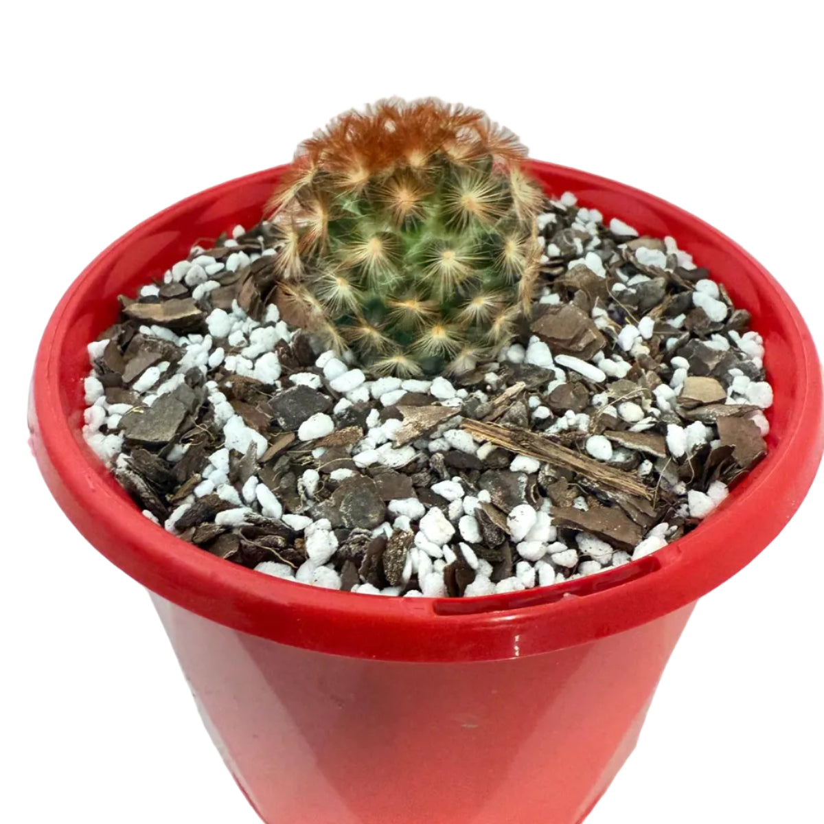 Cacti - Pincushion Cactus Mammillaria Carmenea | Live Cactus Succulents World
