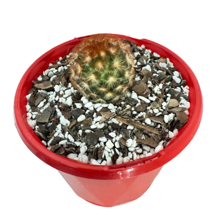 Cacti - Pincushion Cactus Mammillaria Carmenea | Live Cactus Succulents World
