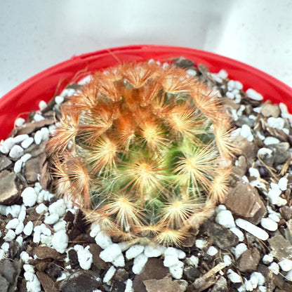 Cacti - Pincushion Cactus Mammillaria Carmenea | Live Cactus Succulents World