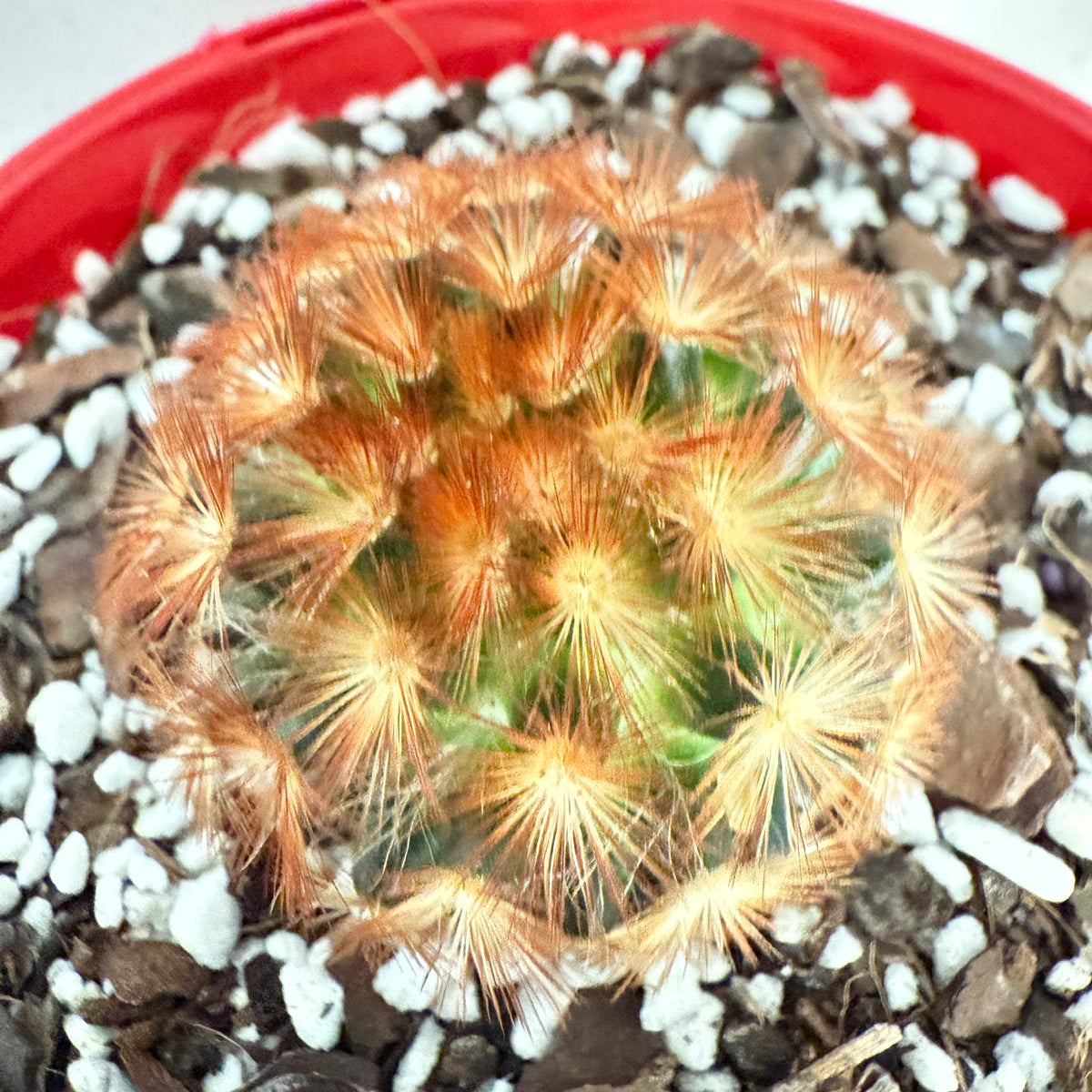 Cacti - Pincushion Cactus Mammillaria Carmenea | Live Cactus Succulents World