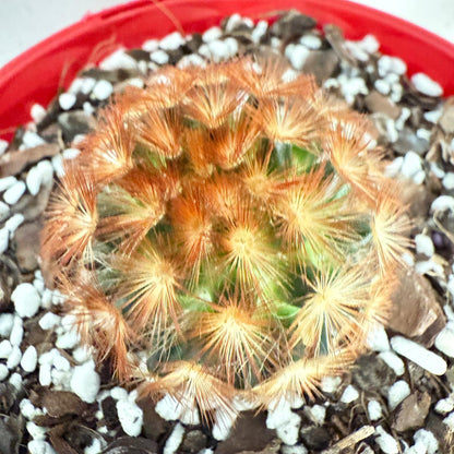 Cacti - Pincushion Cactus Mammillaria Carmenea | Live Cactus Succulents World