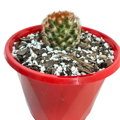 Cacti - Pincushion Cactus Mammillaria Carmenea | Live Cactus Succulents World