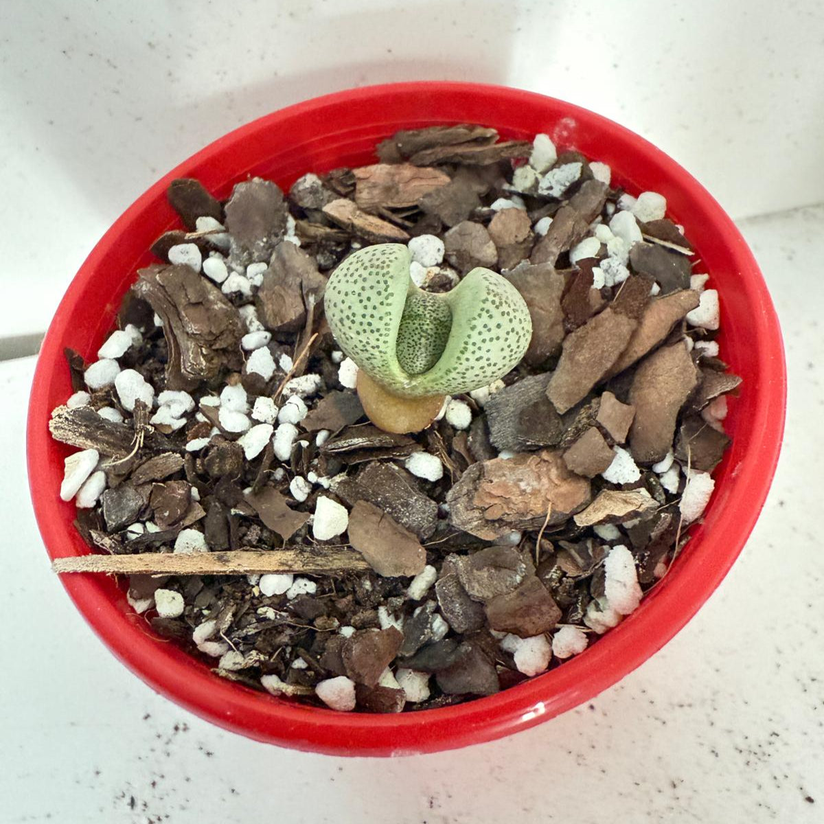 Pleiospilos nelii - Split Rock -  80mm