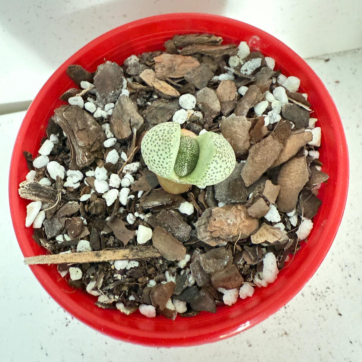 Pleiospilos nelii - Split Rock -  80mm