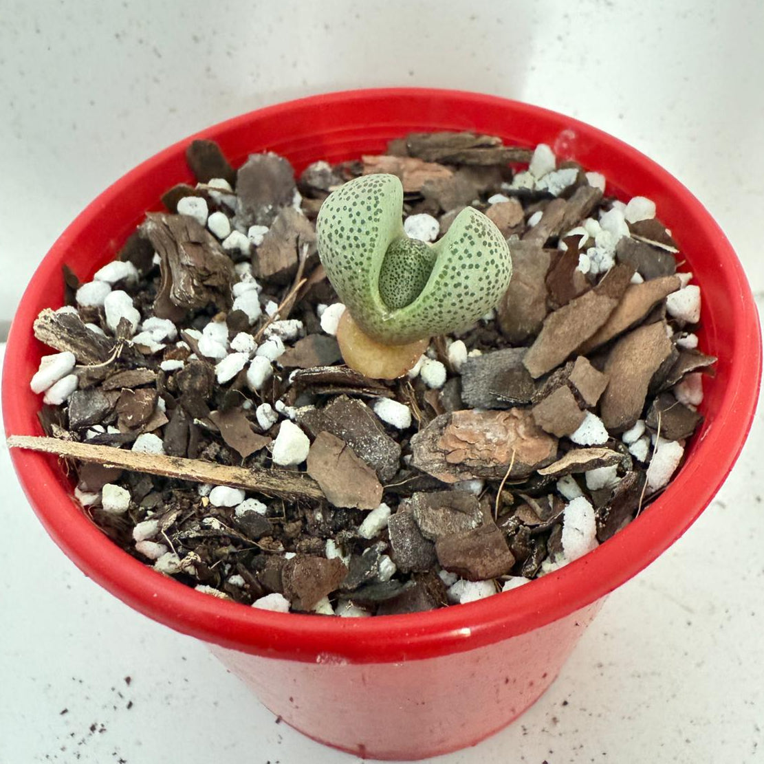 Pleiospilos nelii - Split Rock -  80mm