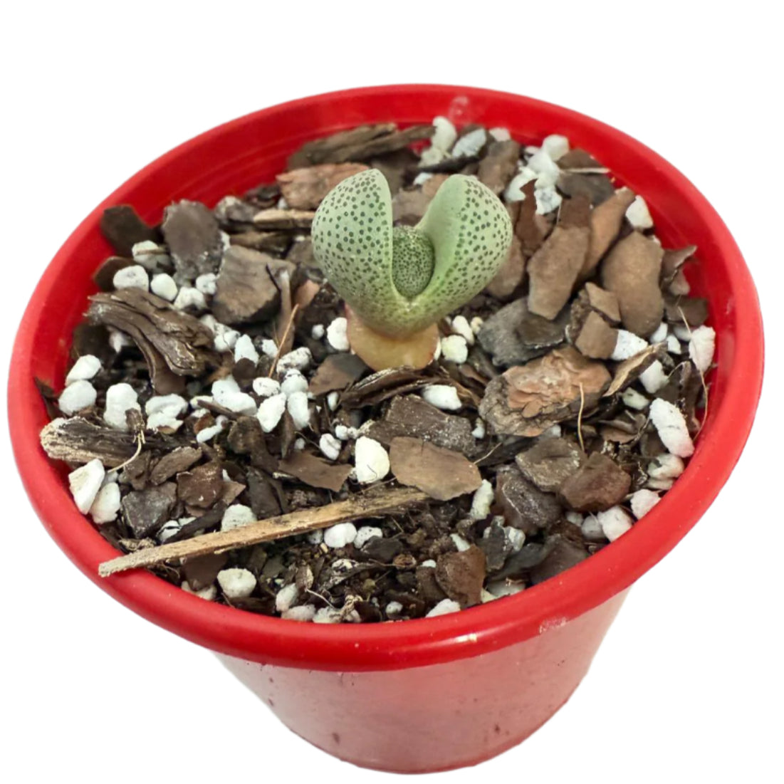 Pleiospilos nelii - Split Rock -  80mm