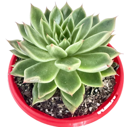 Echeveria Everly  130mm