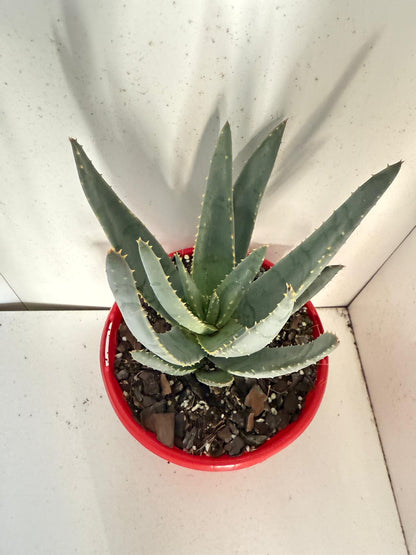 Aloe Hybrid Ramosissima 130mm