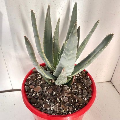 Aloe Hybrid Ramosissima 130mm