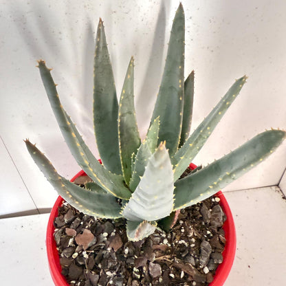 Aloe Hybrid Ramosissima 130mm