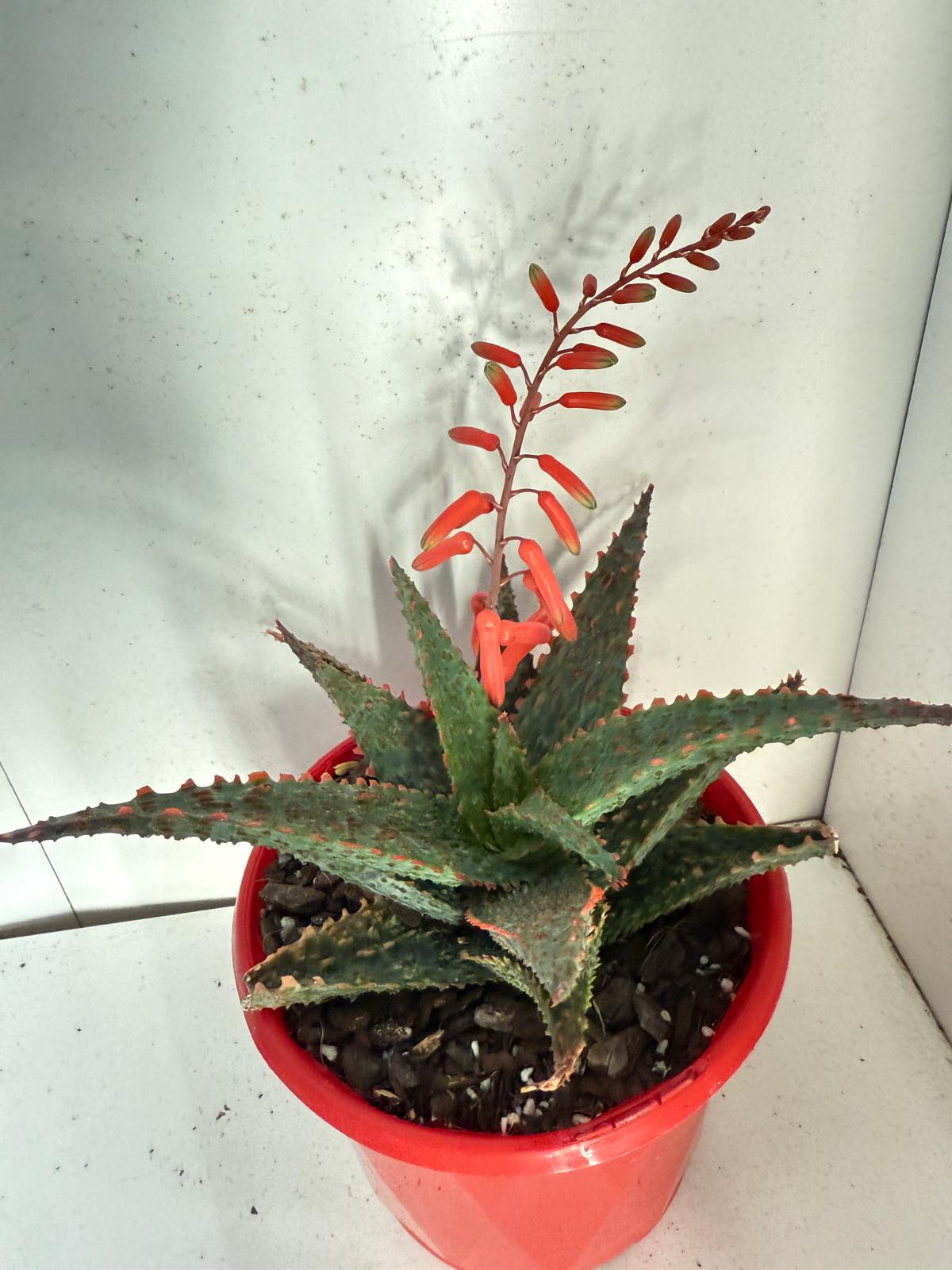 Aloe Viper 130mm