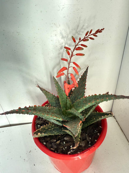Aloe Viper 130mm