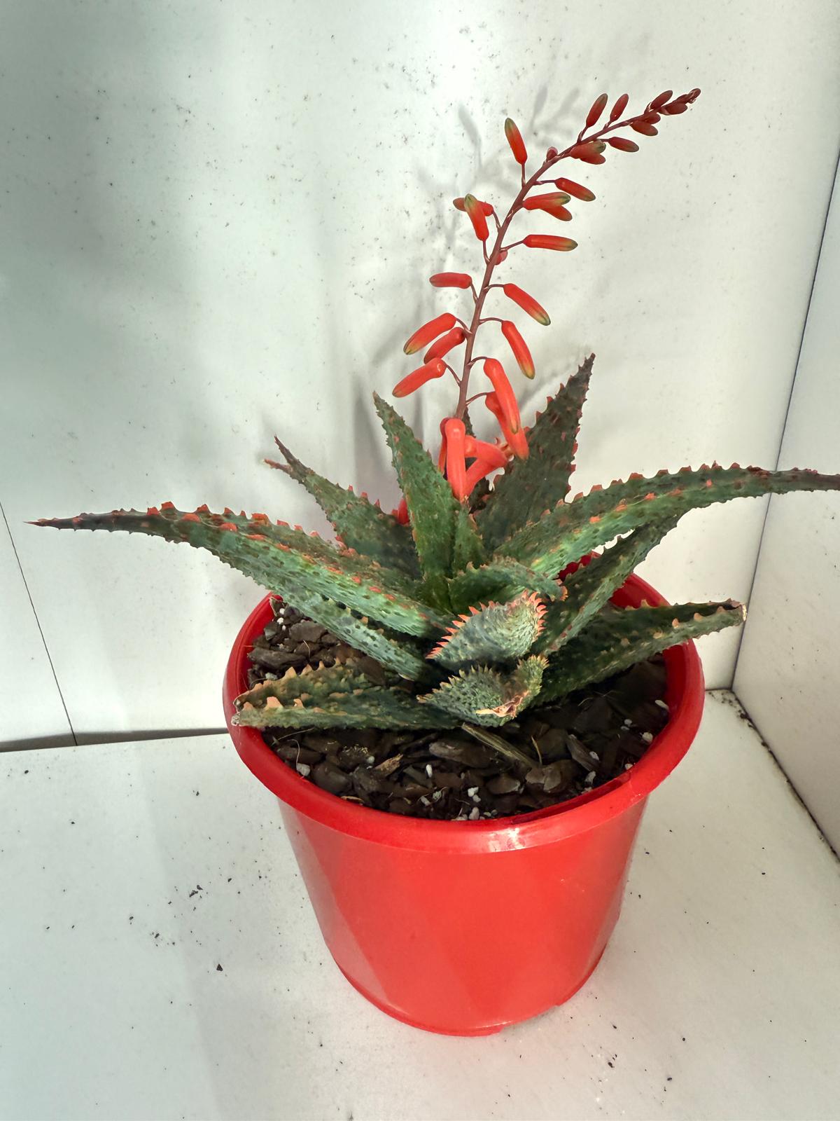 Aloe Viper 130mm