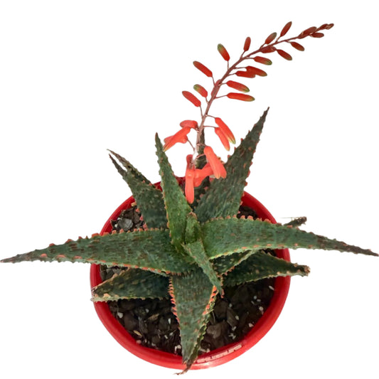Aloe Viper 130mm