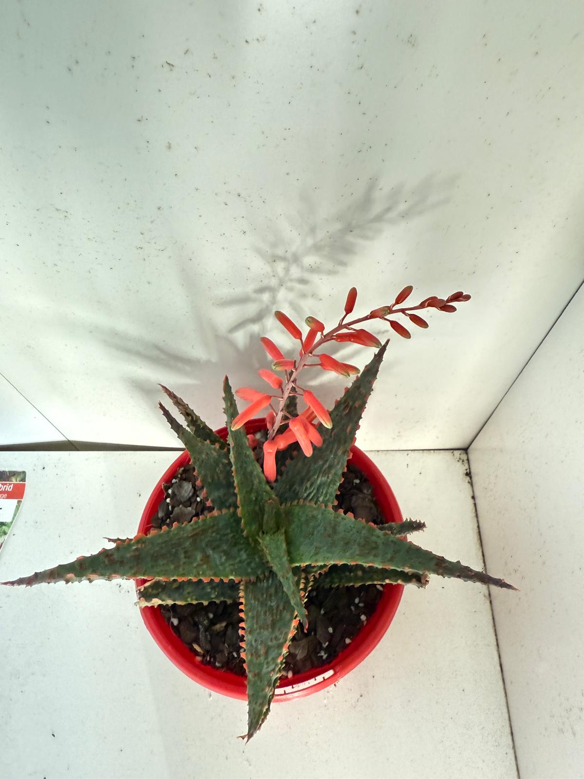 Aloe Viper 130mm