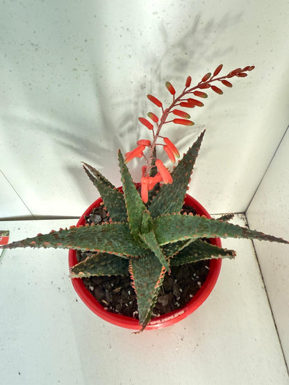 Aloe Viper 130mm