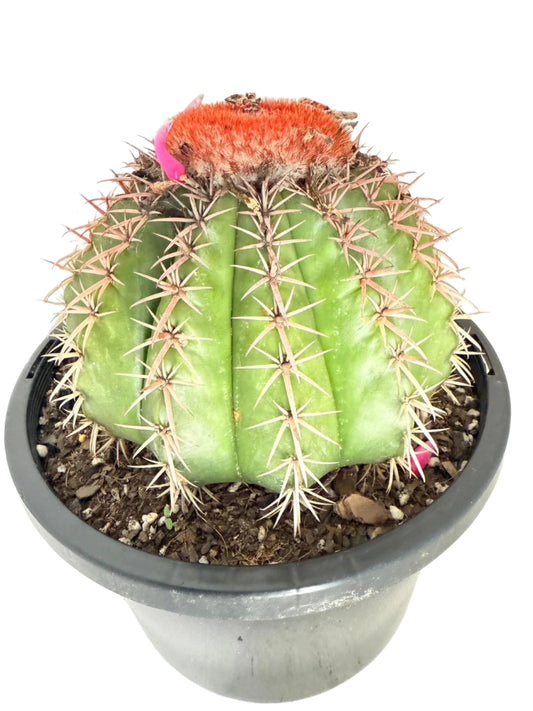 Cacti - Melocactus Salvadoransis Turk's Cap- Advanced Plant - 7 Years Old