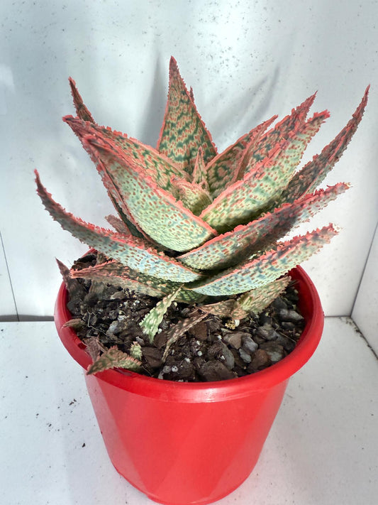 Aloe Hybrid Lynx 130mm