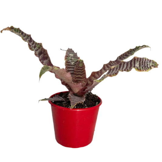 Crypatanthus Zonatus 130mm