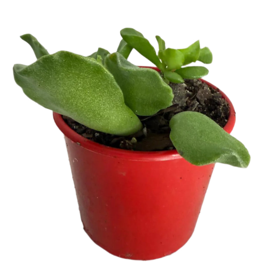 Adromischus cristatus 80mm