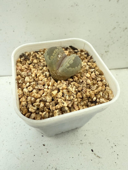 Lithop Otzeniana 60mm - With pot