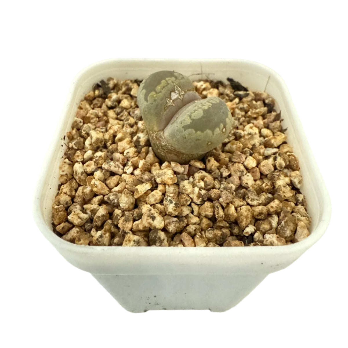 Lithop Otzeniana 60mm - With pot