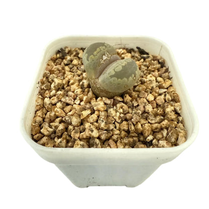 Lithop Otzeniana 60mm - With pot